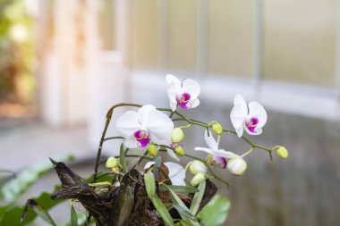 Orkide orkide, mor, orkide mor çiçekler Thailan kraliçesi olarak kabul edilir