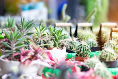 Kaktüs üst görünüm arkaplanı sıcak rengini kapat