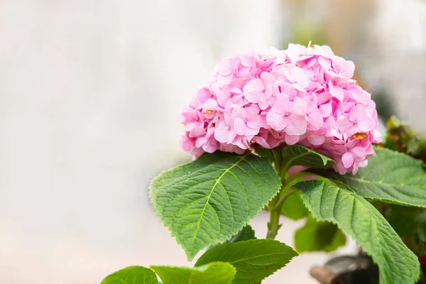 Bunch of vibrant pink blooming Hydrangea flowers. Red hydrangea flowers in a city park. Close-up of a spherical inflorescence of red hydrangea in the garden.