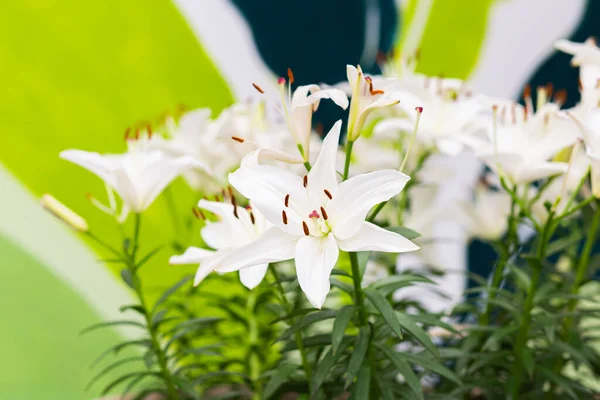 White Asiatic lily flower in the garden. Beautiful nature lily flower blossom closeup petal plant. Green floral bouquet.