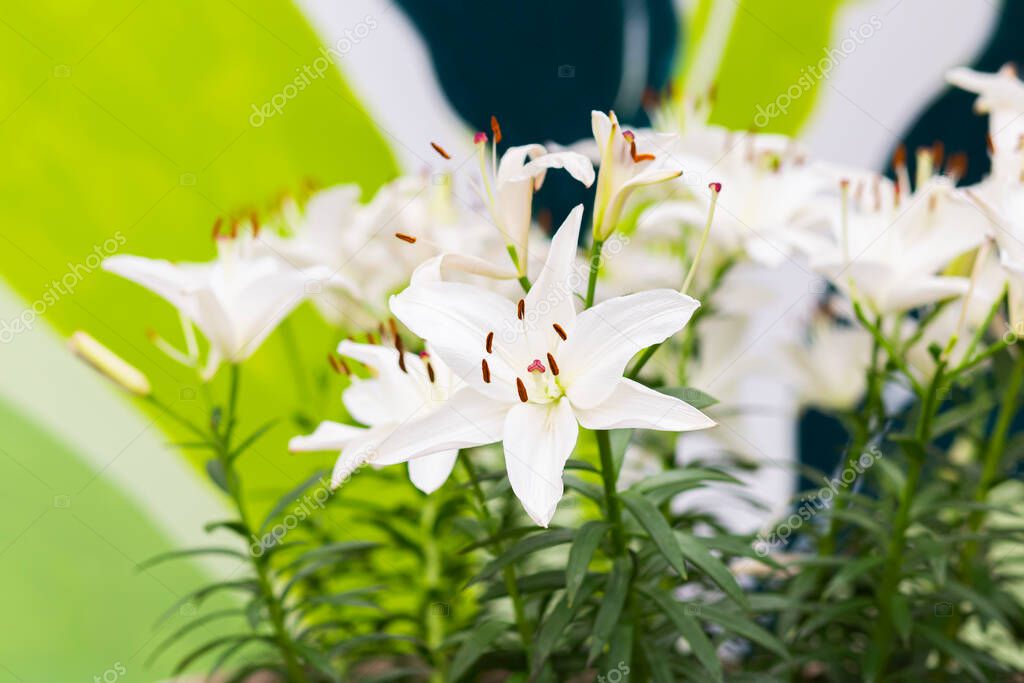 White Asiatic lily flower in the garden. Beautiful nature lily flower blossom closeup petal plant. Green floral bouquet.