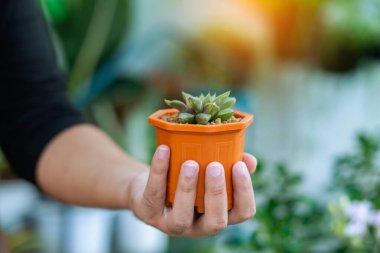 Happily Asian young gardener couple wearing apron use garden equipment and laptop computer to take care the house plants in greenhouse shop together, small business with green plant