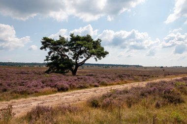 Hollanda 'nın Gelderland şehrinde güzel bir yaz gününde, güzel' Veluwe 'arazisinde mor çiçekli bir funda.