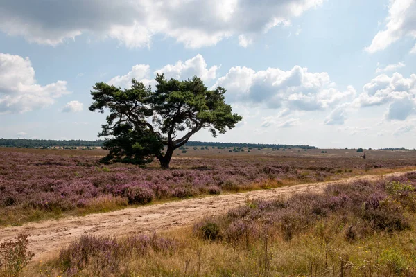 Hollanda 'nın Gelderland şehrinde güzel bir yaz gününde, güzel' Veluwe 'arazisinde mor çiçekli bir funda.