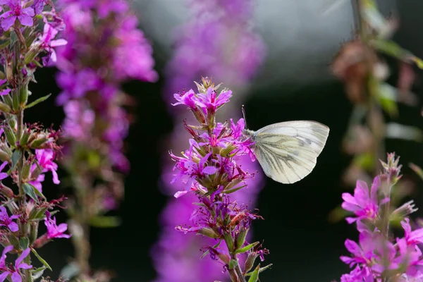 Kapusta Biały Motyl Piękne Purpurowe Różowe Kwiaty Zbierania Nektaru Prowincja — Zdjęcie stockowe