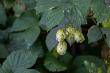 Hollanda 'nın Gelderland eyaletinde, bira hazırlığında meyve konileri kullanılan bir tırmanma tesisine atlıyor.