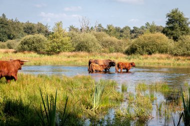 Yaban öküzleri, Hollanda 'nın Gelderland ilinin Haaksbergen köyü yakınlarındaki' het Witte veen 'ulusal parkındaki suda yürürler.