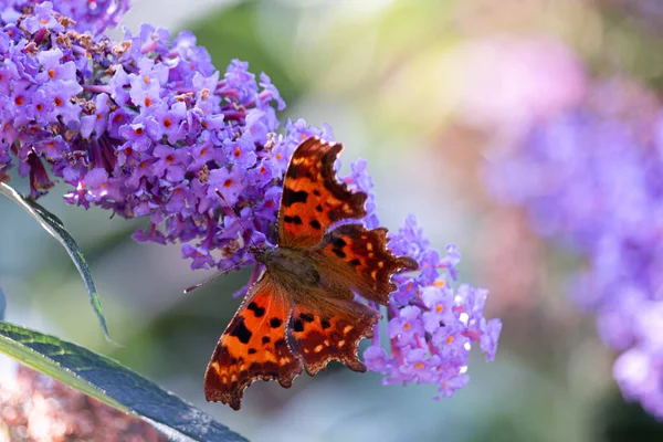 Przecinek Motyla Fioletowe Fioletowe Kwiaty Zbierające Nektar Niderlandy — Zdjęcie stockowe