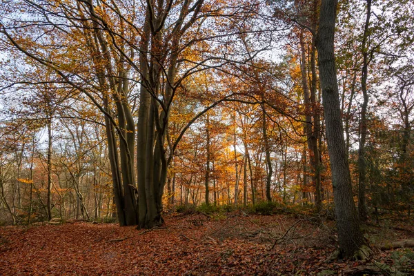 去年秋天 荷兰奥姆曼镇附近的一个自然保护区 山毛榉和橡木等美丽的金黄色和橙色的树木组成了 Eerde — 图库照片