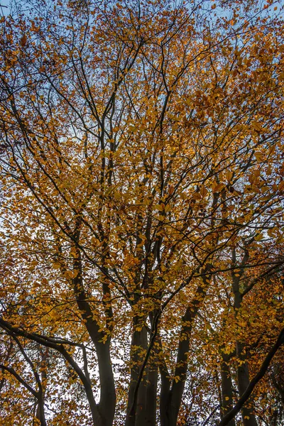 Finca Eerde Otoño Con Hermoso Oro Amarillo Árboles Color Naranja — Foto de Stock