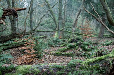 Fırtına ormanı, 1972 'de bir fırtına tarafından yaratıldı, sonra ağaçlar Hollanda' nın Drenthe eyaletindeki Exloo köyüne yakın yosun ve eğreltiotlarıyla kaplandı.