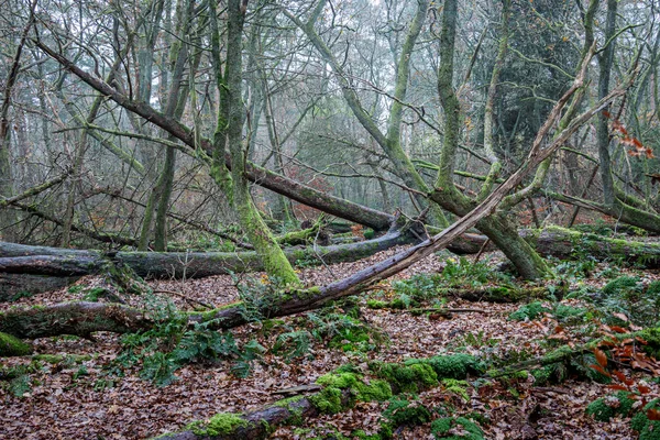 Storm Forest Created Storm 1972 Which Trees Were Overgrown Moss — Stock Photo, Image