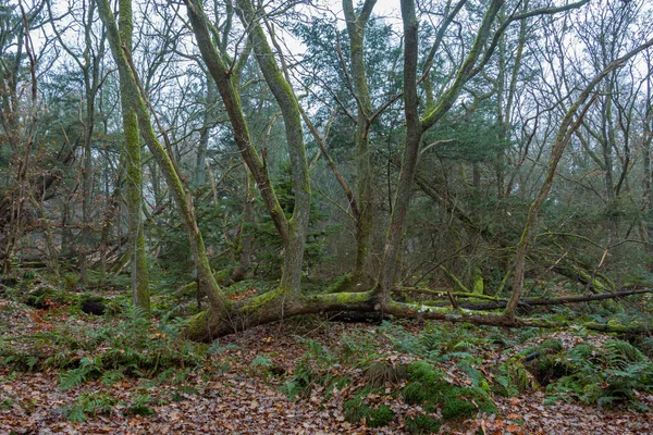 1972年的一场风暴在荷兰德拉斯省的埃索勒村附近形成了一片风暴森林 之后树木长满了苔藓和蕨类 — 图库照片