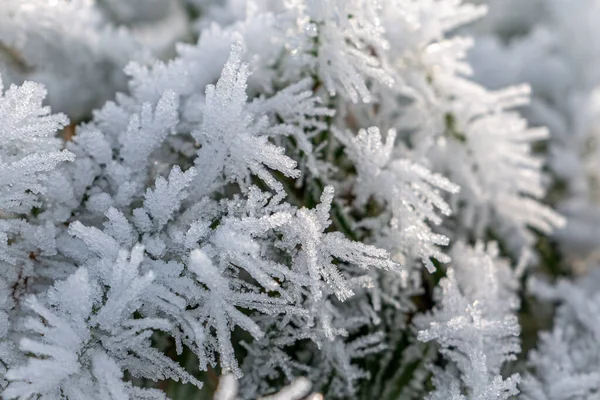 Fagyasztott Rime Füvön Gyönyörű Jégkristályok Téli Táj Hollandia December Hónapban — Stock Fotó