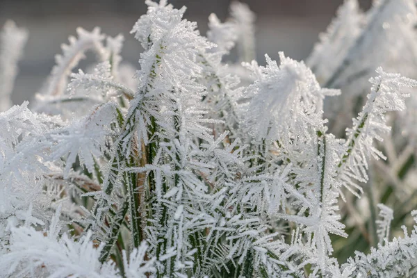 Fagyasztott Rime Füvön Gyönyörű Jégkristályok Téli Táj Hollandia December Hónapban — Stock Fotó