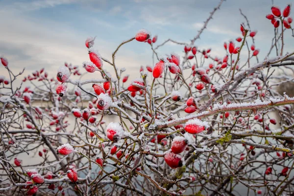 Rózsa Csípő Gyönyörű Piros Bogyók Borított Réteg Jég Gyönyörű Jégkristályok — Stock Fotó