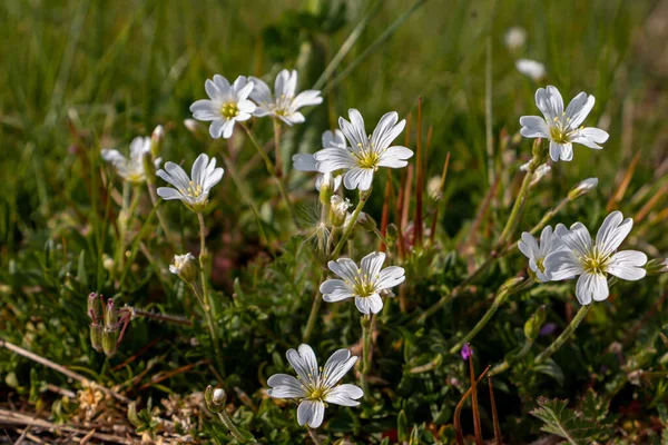 Pole Myszy Ucho Jest Wcześnie Kwitnącą Dziką Rośliną Białymi Kwiatami — Zdjęcie stockowe