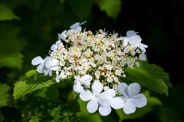 Tavasszal Virágzik Európai Áfonya Szép Fehér Virágokkal Hollandia Groningen Tartomány — Stock Fotó
