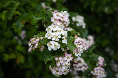 Hawthorn, gül ailesinden güzel beyaz çiçekli bir çalılık. Fotoğraf Groningen ilinde çekildi.
