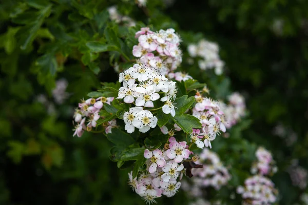 Aubépine Arbuste Famille Des Roses Avec Belles Petites Fleurs Blanches — Photo
