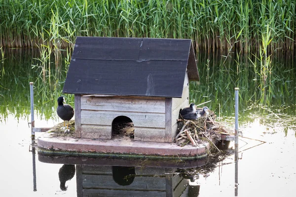 İnsan yapımı yuvasının üzerinde duran yaban ördeği, yuvanın arkasında yavrularıyla birlikte, Groningen ilinin Zoutkamp köyünde çekilmiş bir fotoğraf.