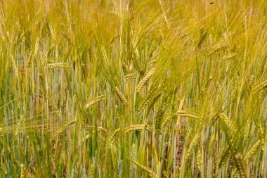 Çiftlik arazisindeki altın arpayı kapat, bira demlemek için kullanılan bir tahıl.