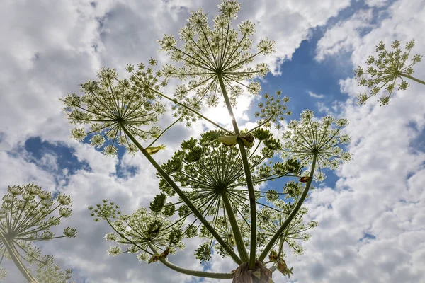 Hogweed Egy Hatalmas Növény Nagy Fehér Napernyő Szerű Virágok Egy — Stock Fotó