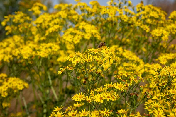 Ragwort Wild Plant Beautiful Yellow Flowers Also Plant Poisonous Mammals — 图库照片