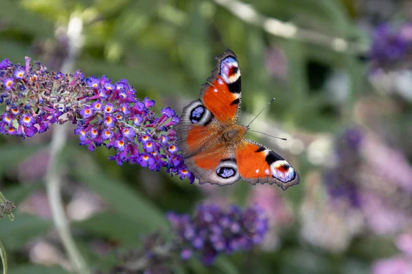 The peacock butterfly on a butterfly bush with bright colors and a drawing on the wings that resemble eyes, to deter predators