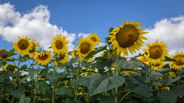 The sunflowers stand on the land, with the beautiful bright yellow petals gleaming in the sun. After harvest widely used for sunflower oil, animal feed and for bio-fermentation