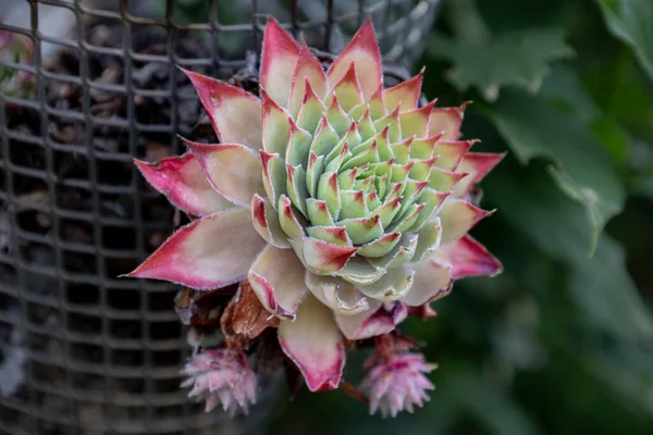 Sempervivum Evergreen Succulent Family Sedum Species Semper Means Always Vivus Imagens De Bancos De Imagens