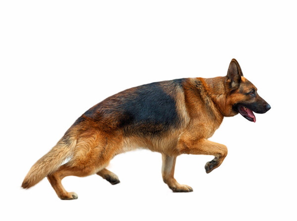 German shepherd