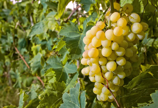 Withe grapes in vineyard — Stock Photo, Image