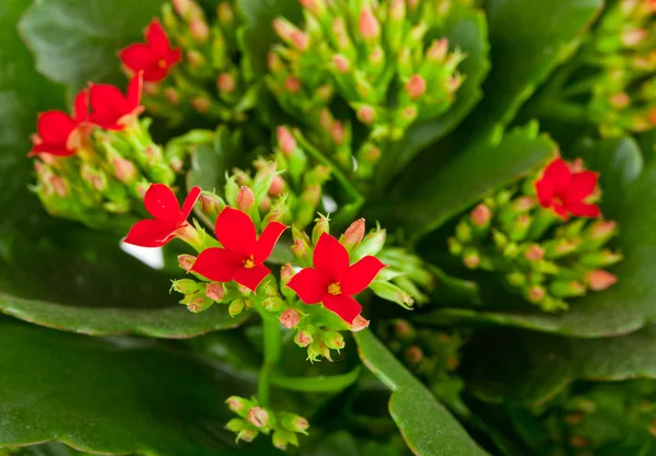 Kalanchoe blossfeldiana auf weißem Hintergrund — Stockfoto