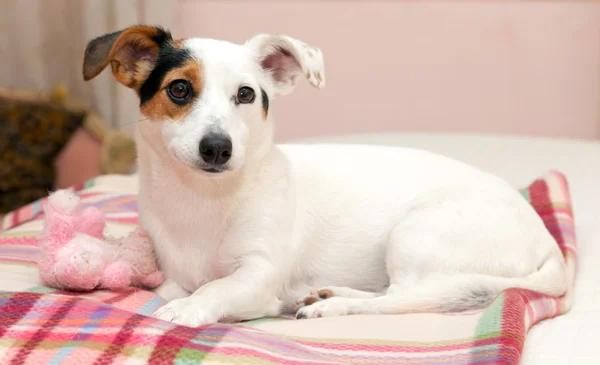 Słodkie jack russell na łóżku — Zdjęcie stockowe