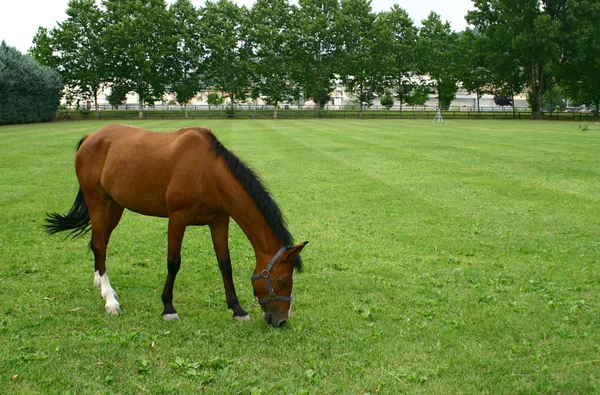 A horse with green field. — Stock Photo, Image