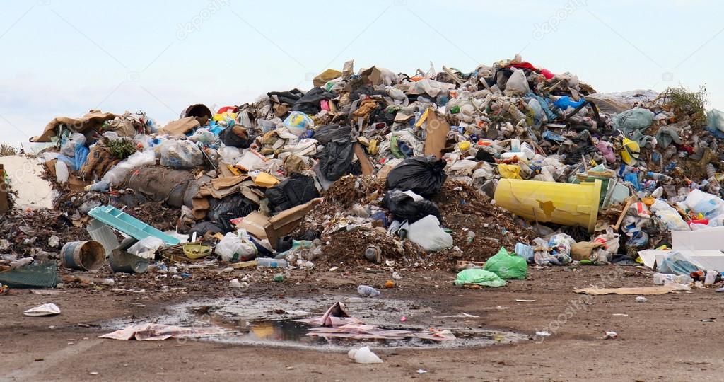 Birds and dogs on the landfill