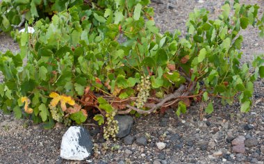 Santorini vineyard - Grecee clipart
