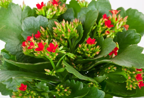 Kalanchoe blossfeldiana sobre un fondo blanco —  Fotos de Stock