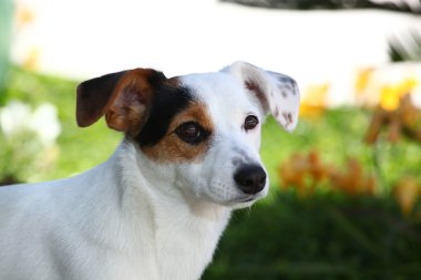 yavru jack russel terrier