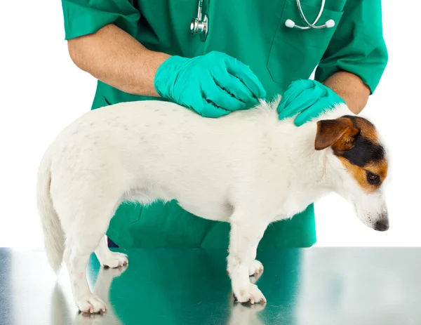 Zecken- und Flohprävention — Stockfoto