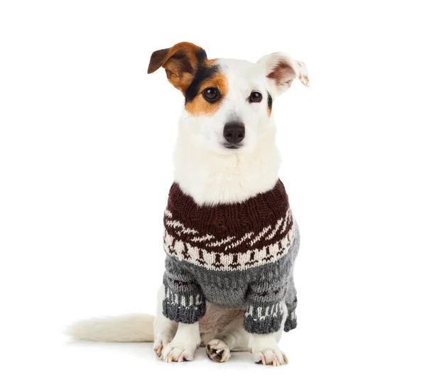 Jack Russell assis avec pull — Photo