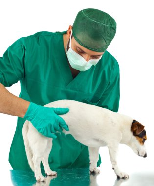 Veteriner inceleyerek bir jack russell