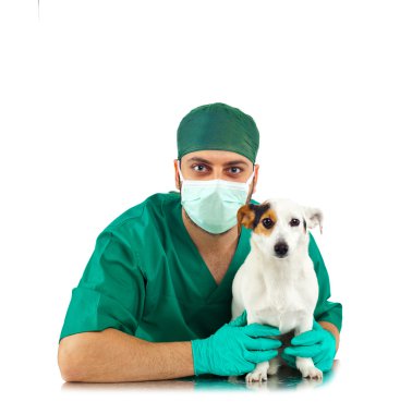 Veteriner inceleyerek bir jack russell