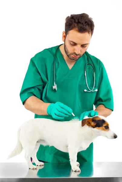 Vet examining an jack russell — Stock Photo, Image