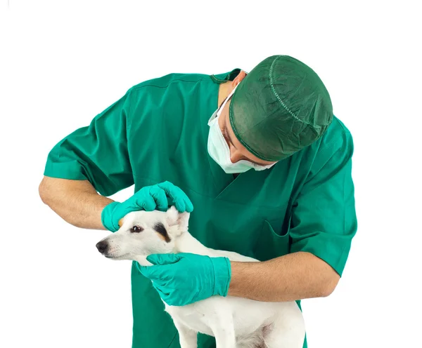 Vet examining an jack russell — Stock Photo, Image