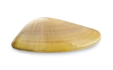 donax kesecek