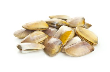 donax kesecek