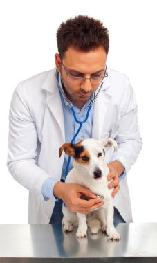 Veteriner ve köpek