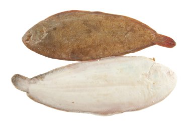 ortak sole